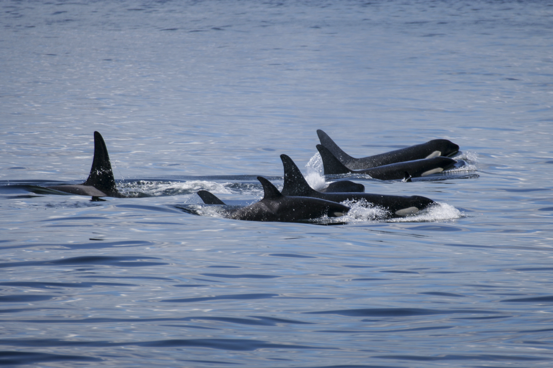 A pod of killer whales in Greenland